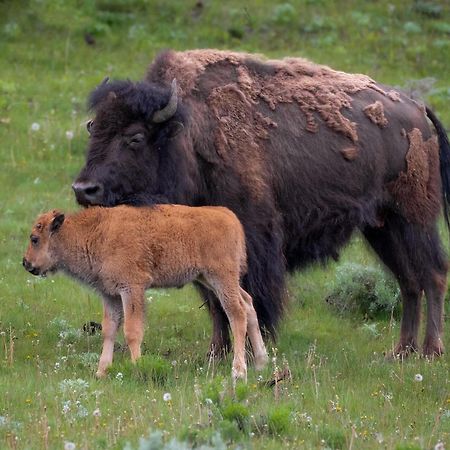 Let'S Go ! Fisherman, Families, Pools One Minute From Your Door, Comfort, Location Perfect, Amenity-Rich, Pup Friendly, Discover An Exceptional Wyoming Stay, Thermopolis River Walk Home At Hot Springs State Park, 'Where Families And Fisherman Stay' Eksteriør bilde