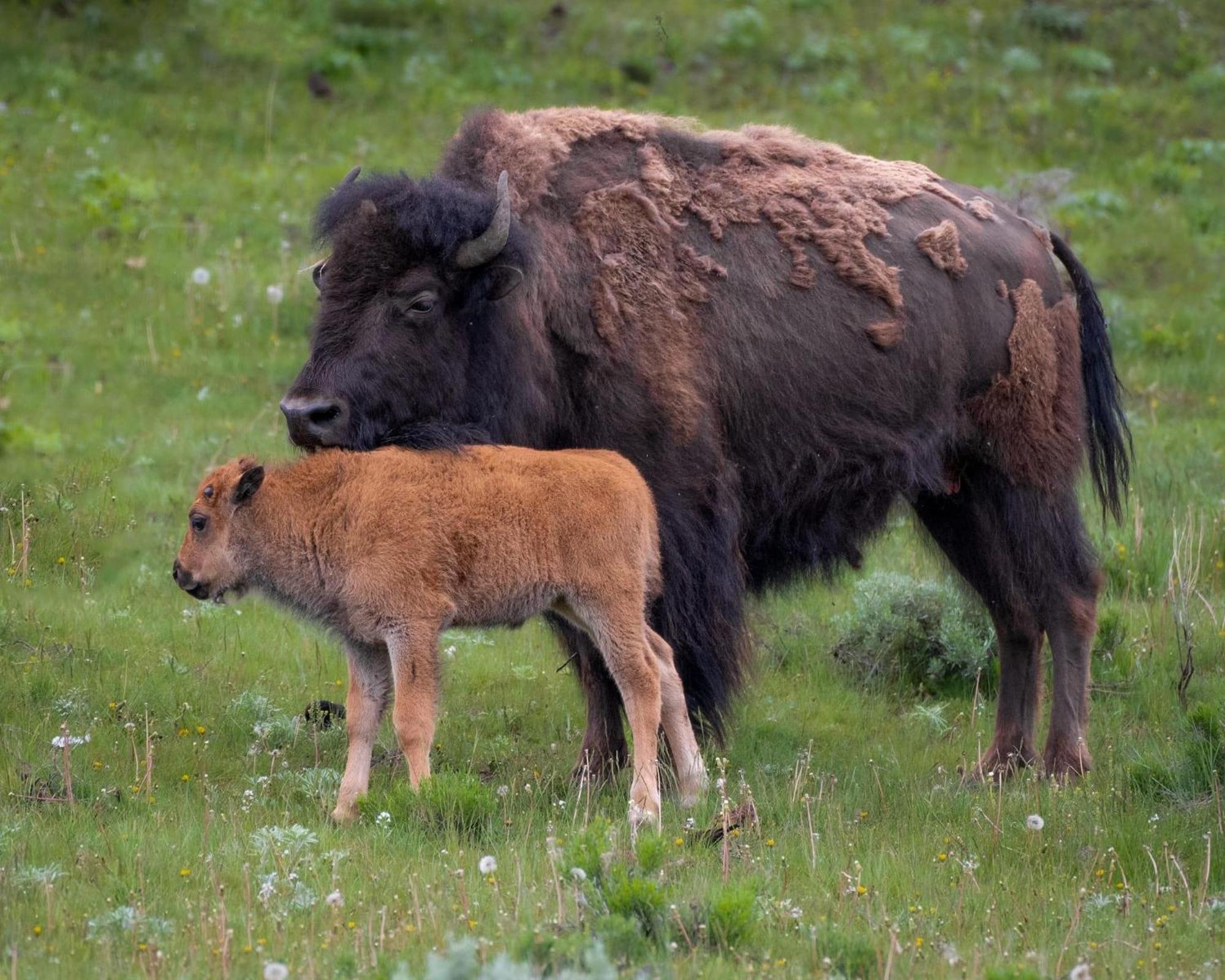 Let'S Go ! Fisherman, Families, Pools One Minute From Your Door, Comfort, Location Perfect, Amenity-Rich, Pup Friendly, Discover An Exceptional Wyoming Stay, Thermopolis River Walk Home At Hot Springs State Park, 'Where Families And Fisherman Stay' Eksteriør bilde